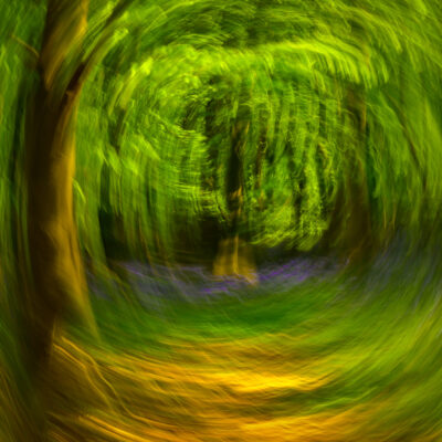 Stuart Feurtado: abstracted image looking along a woodland walk